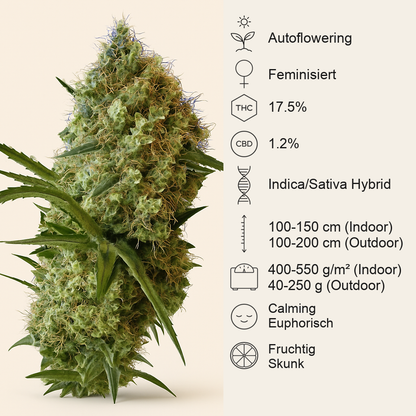 Big Devil Auto (Sweet Seeds) Cannabis-Samen