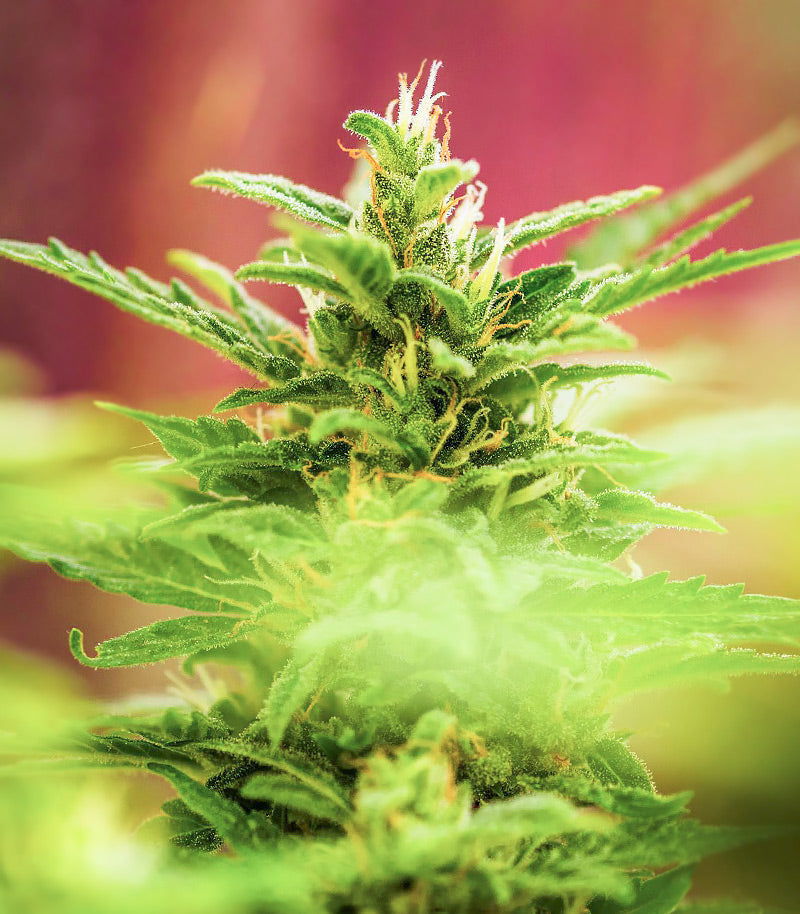 Choco Thai Auto Cannabispflanze – Herbies Seeds, Foto 1