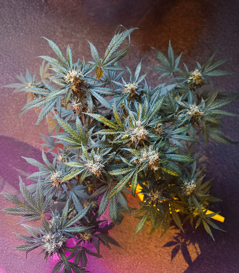 Special Queen 1 Auto Cannabispflanze – Royal Queen Seeds, Foto 3