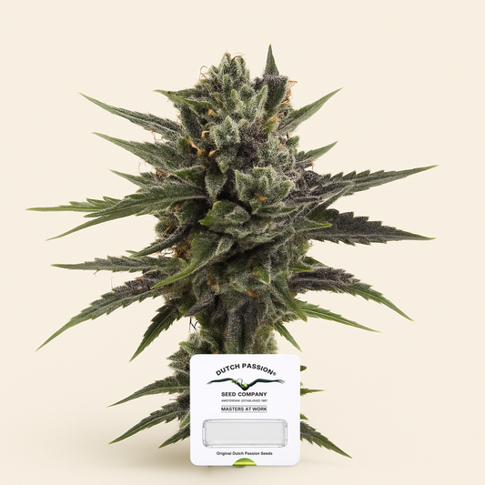 Auto Blueberry (Dutch Passion) Cannabis-Samen