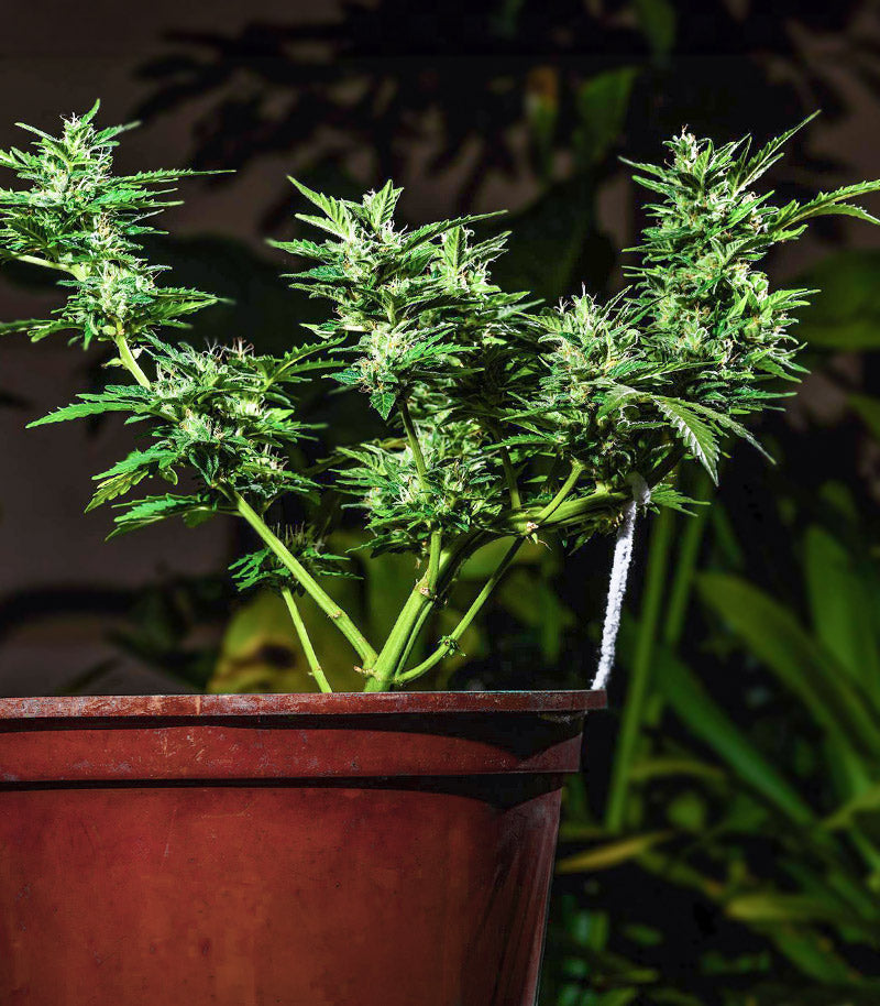 Choco Thai Auto Cannabispflanze – Herbies Seeds, Foto 3