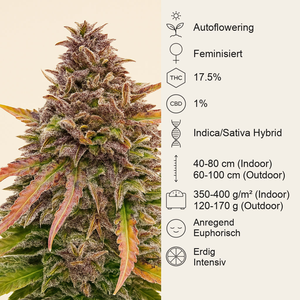 Bubble Kush Automatic (RQS) Cannabis-Samen