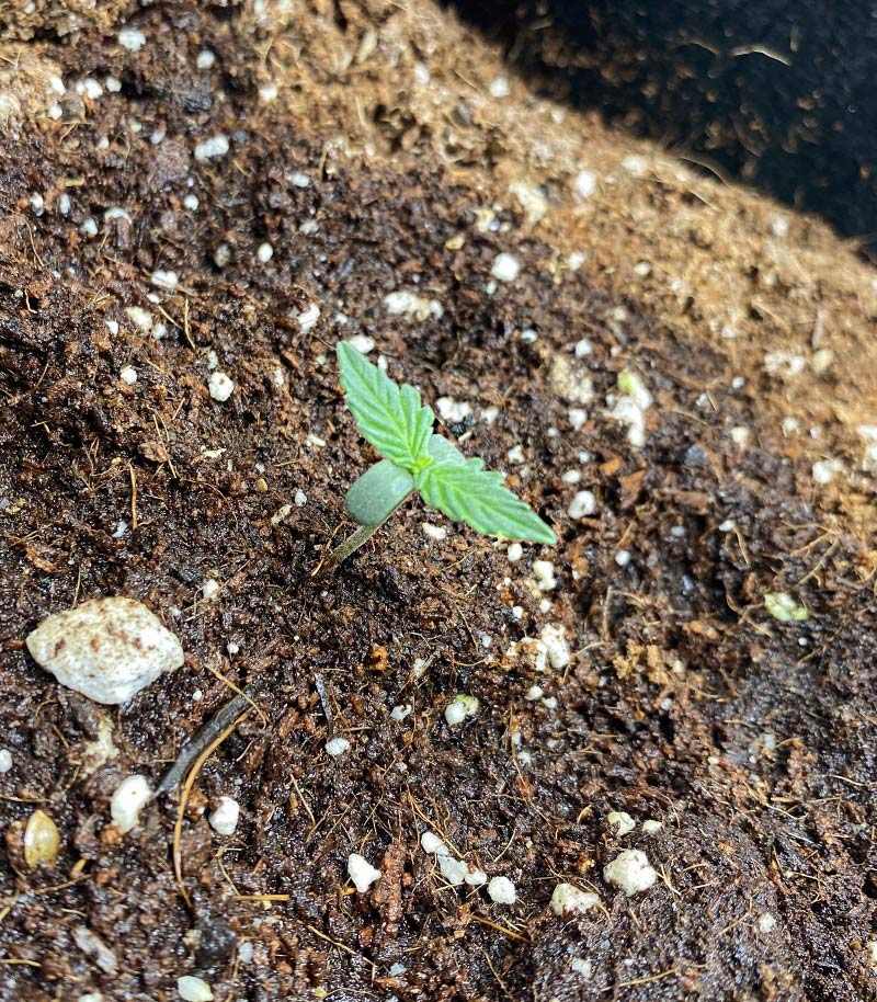 Purple Juice Auto Cannabispflanze – Herbies Seeds, Foto 1
