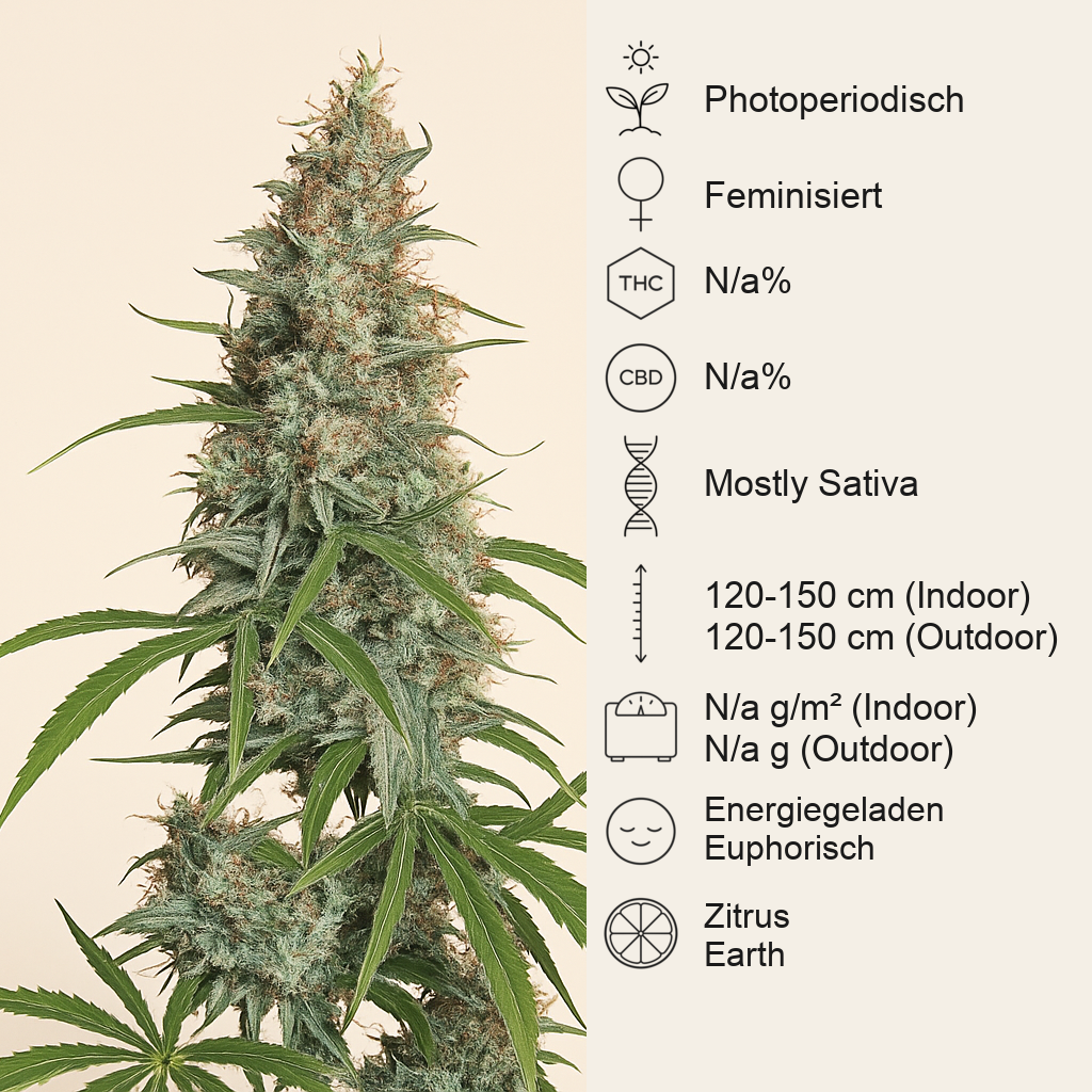 Silver Haze (Sensi Seeds) Cannabis-Samen