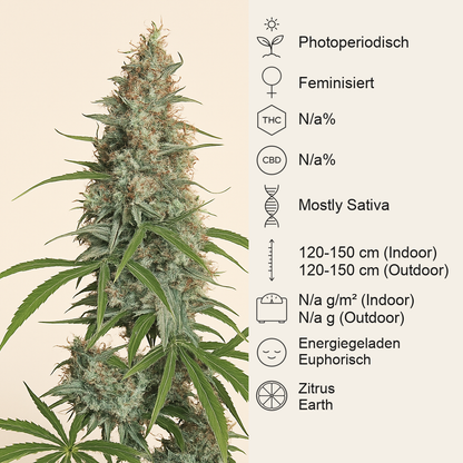 Silver Haze (Sensi Seeds) Cannabis-Samen