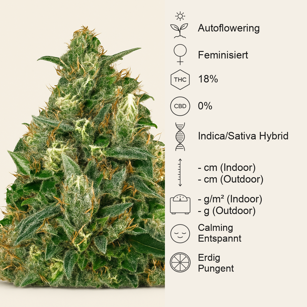 Super Skunk Autoflower (Seedstockers) Cannabis-Samen