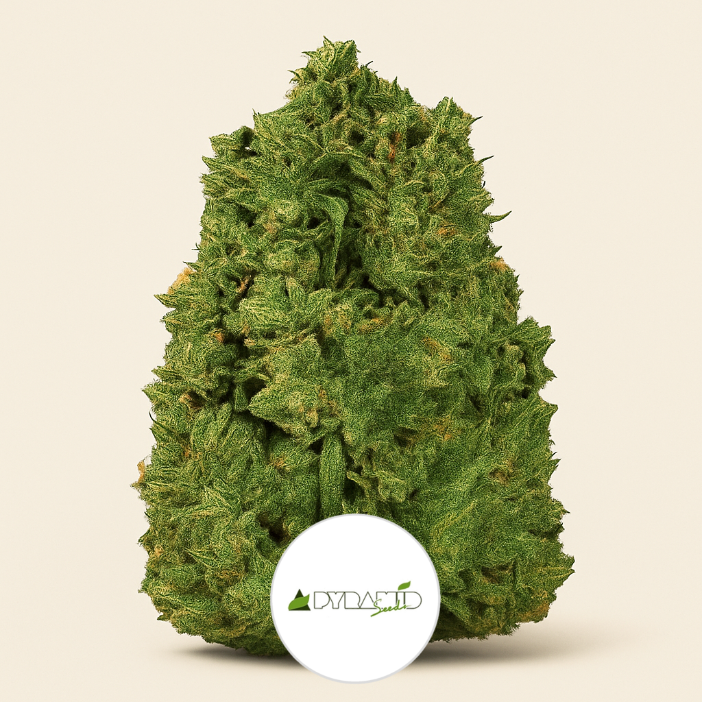 Auto New York City (Pyramid Seeds) Cannabis-Samen