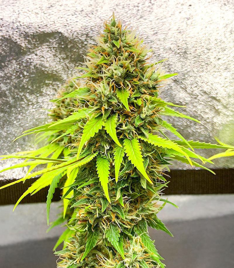 Candy Kush Fast Version Cannabispflanze – EGS, Foto 4