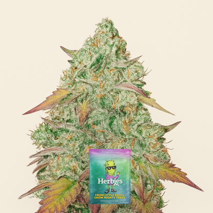Grandmommy Purple feminisierte Samen (Herbies Seeds)