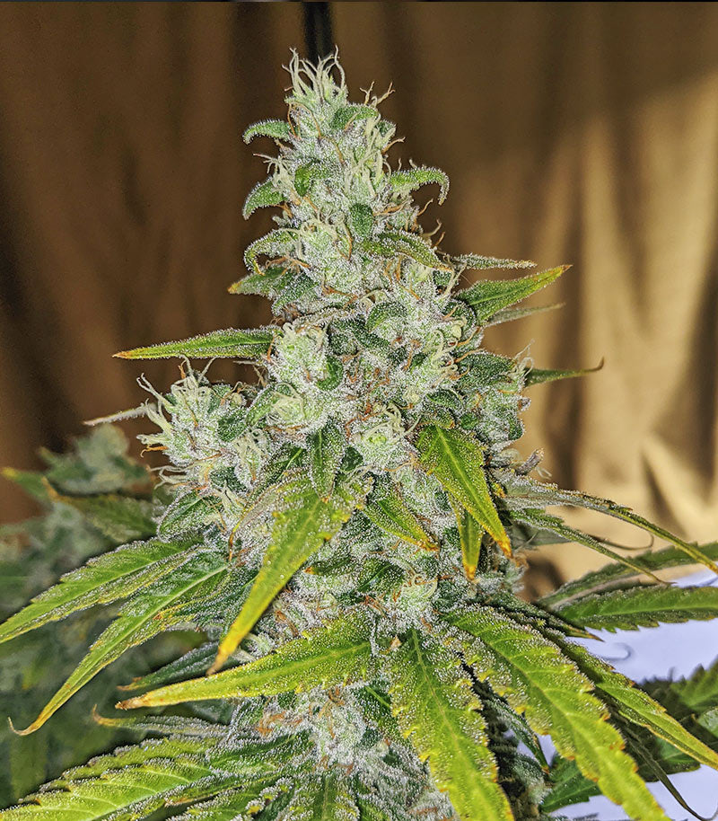 Eleven Roses Early Version Cannabispflanze – Delicious Seeds, Foto 3