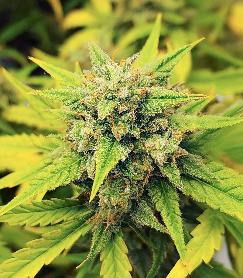 Also Know 47 Autoflower Cannabispflanze – Seedkeepers, Foto 1