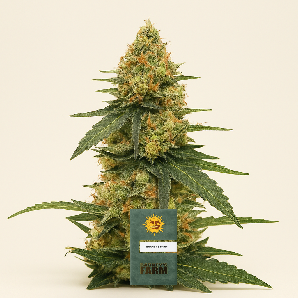 Strawberry Lemonade feminisierte Samen (Barney’s Farm)