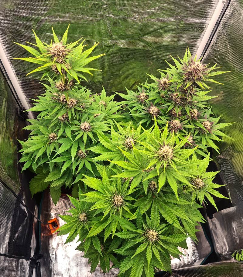 Lemon Cherry Cookies Auto Cannabispflanze – Fast Buds, Foto 2