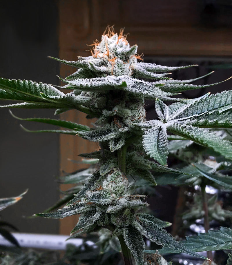 Kush Mints Fast Version Cannabispflanze – Seedkeepers, Foto 3