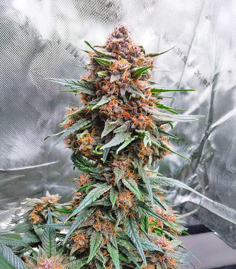 Lemon Cherry Cookies Auto Cannabispflanze – Fast Buds, Foto 4