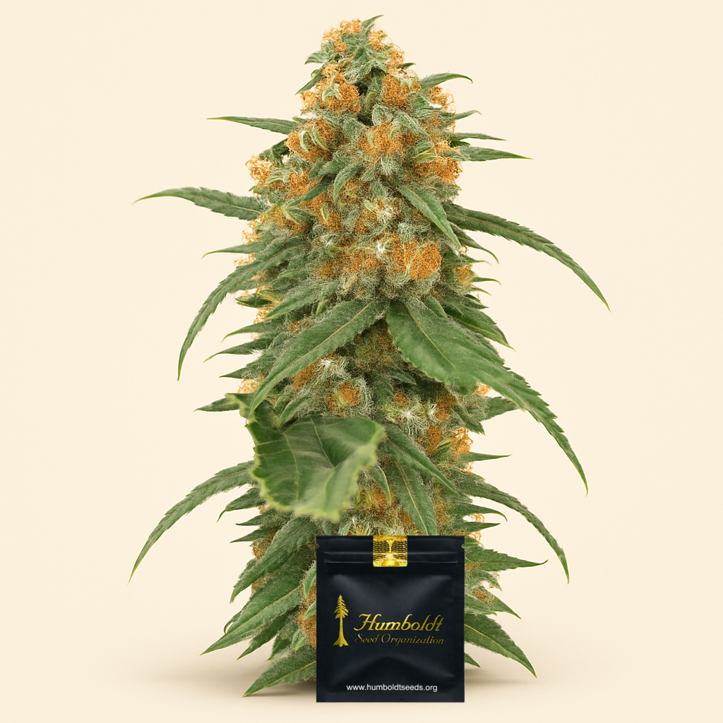 Green Crack (Humboldt Seeds Organization) Cannabis-Samen