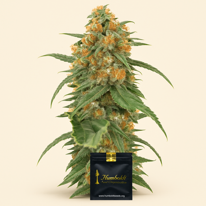 Green Crack (Humboldt Seeds Organization) Cannabis-Samen
