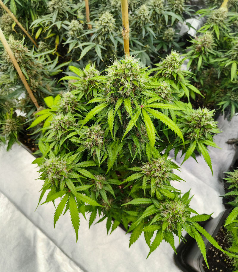 Auto GG#4 Original Glue F1 Cannabispflanze – Seedkeepers, Foto 4