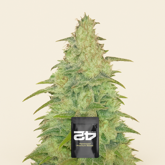 Original Auto Northern Lights (Fast Buds) Cannabis-Samen