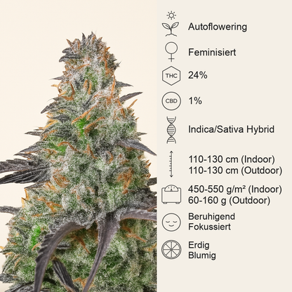 Mimosa Cake Auto feminisierte Samen (Fast Buds)