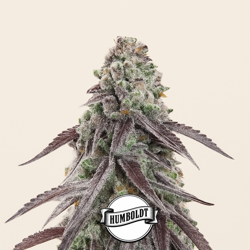 Granny Candy feminisierte Samen (Humboldt Seed Company)
