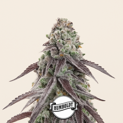 Granny Candy feminisierte Samen (Humboldt Seed Company)