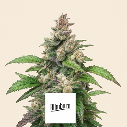 Chocolopez (BlimBurn Seeds)