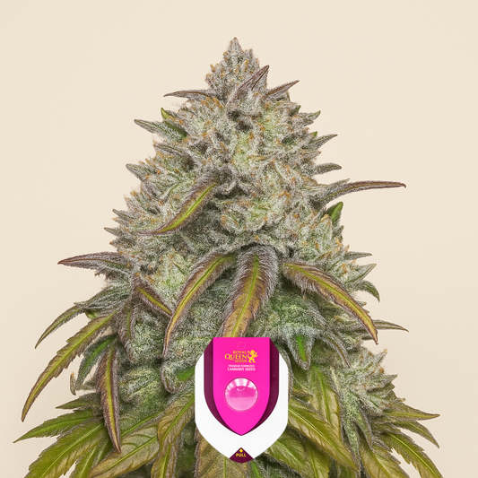 Dance World CBD (RQS) Cannabis-Samen