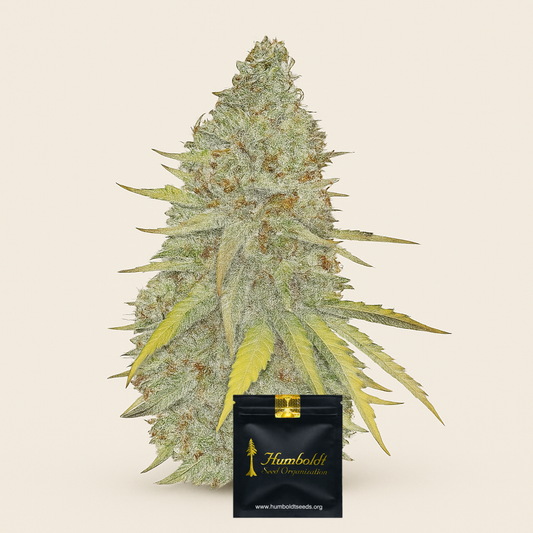 Chocolate Mint OG Auto Samen feminisiert (Humboldt Seeds Organization)