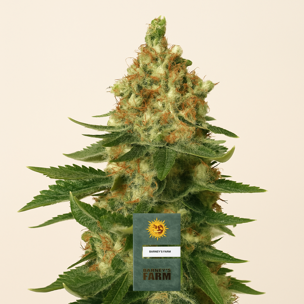 Orange Sherbert (Barney's Farm) Cannabis-Samen