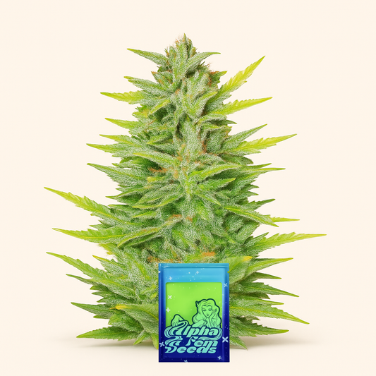 Dozy Whale feminisierte Samen (AlphaFem Seeds)