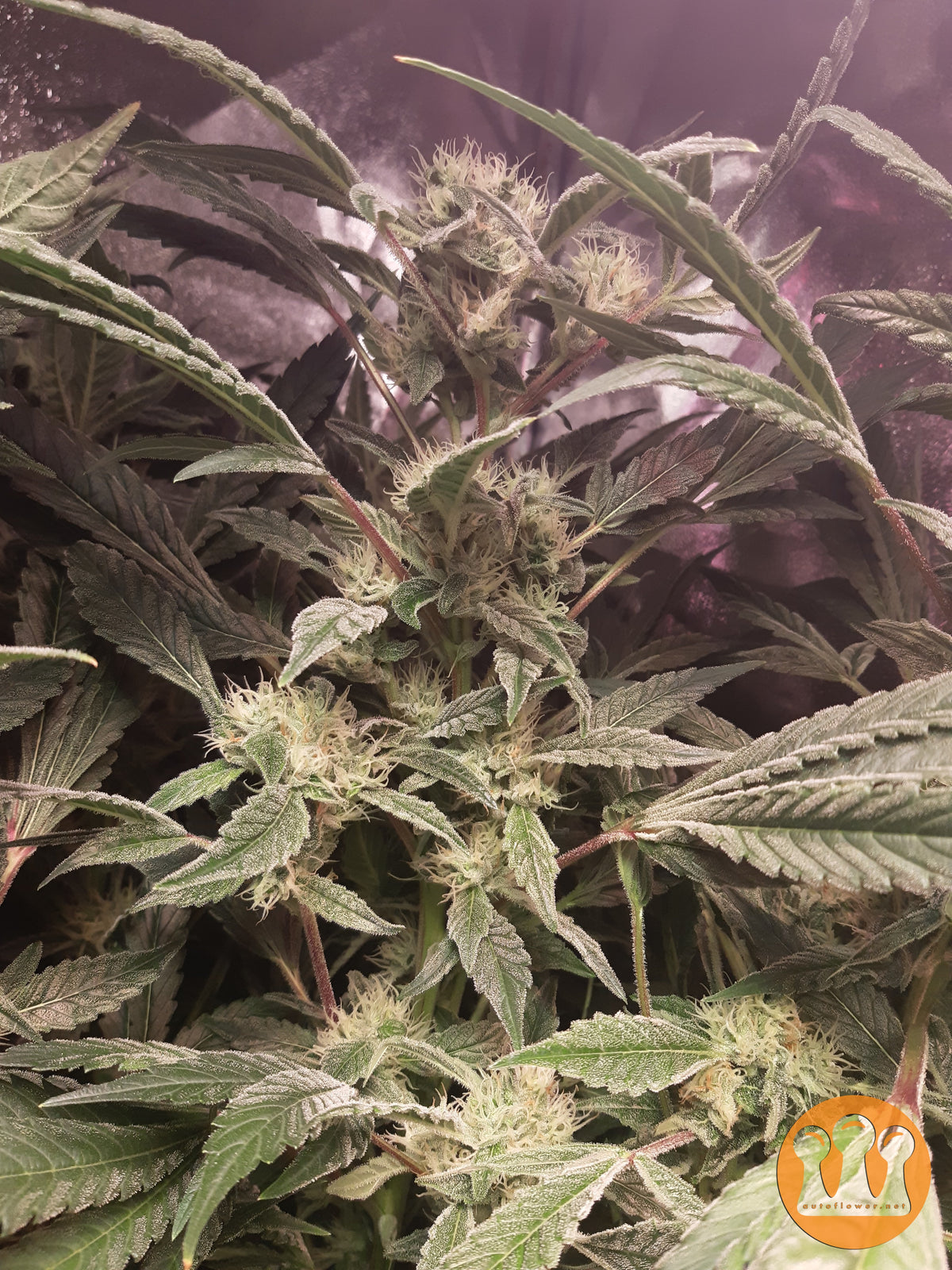 Skywalker Haze Cannabispflanze – Dutch Passion, Foto 3