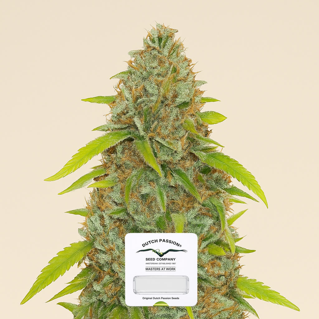 Skywalker Haze feminisierte Samen (Dutch Passion)
