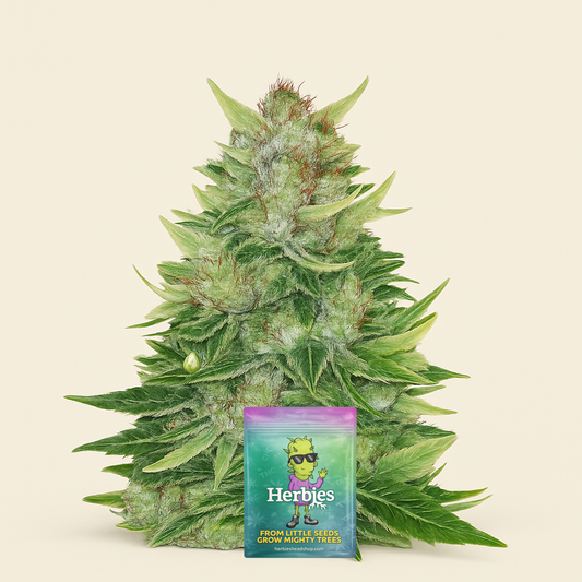 CBD Lemon Auto Samen feminisiert (Herbies Seeds)