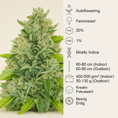 Original Auto Russian (Fast Buds) Cannabis-Samen