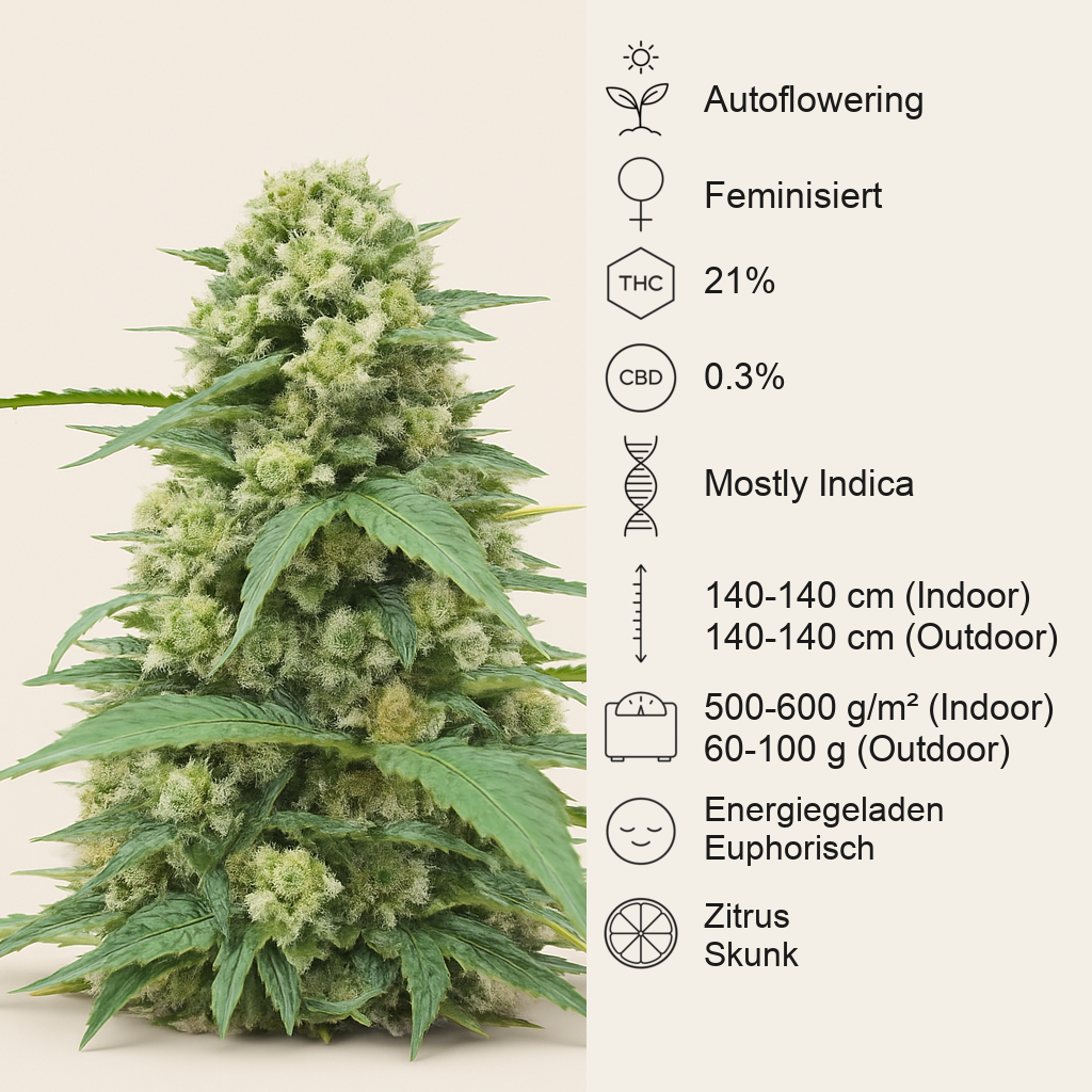 White Widow x White Fire OG Autoflower feminisierte Samen (Seedkeepers)