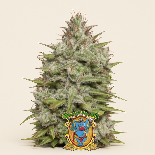 Crystal Candy Auto (Sweet Seeds)