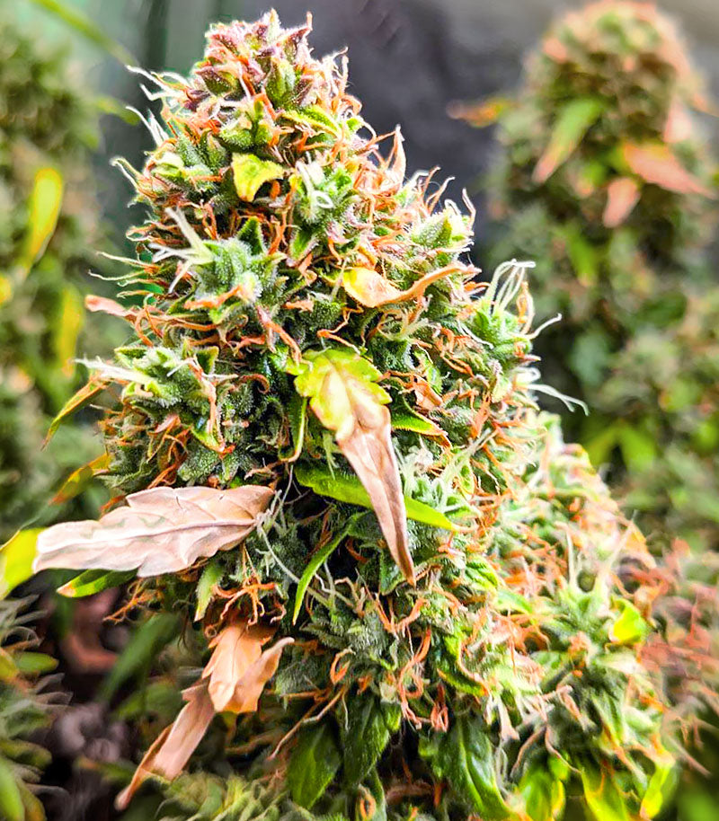 Quarter Pounder Autoflower Cannabispflanze – EGS, Foto 4