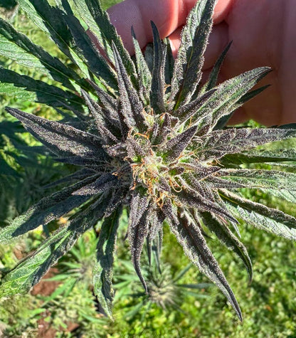 Keepers OG Autoflower Cannabispflanze – Seedkeepers, Foto 1