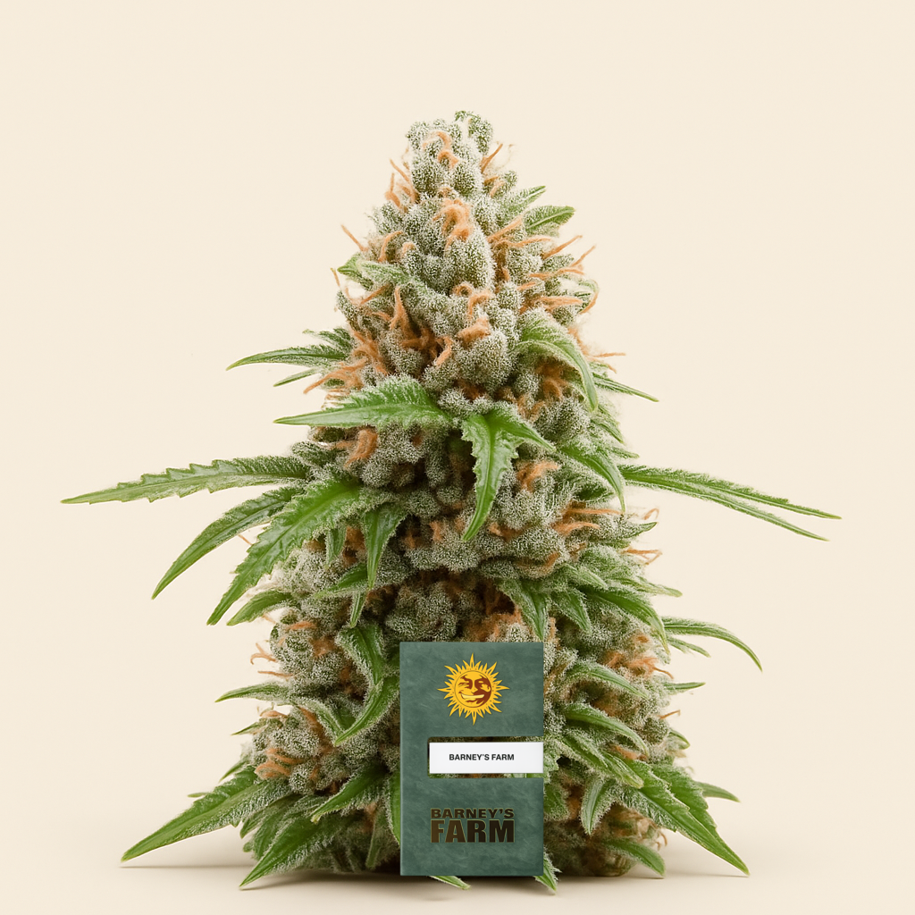 White Runtz feminisierte Samen (Barney's Farm)