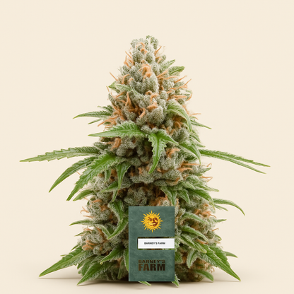 White Runtz feminisierte Samen (Barney's Farm)
