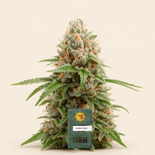 White Runtz feminisierte Samen (Barney's Farm)