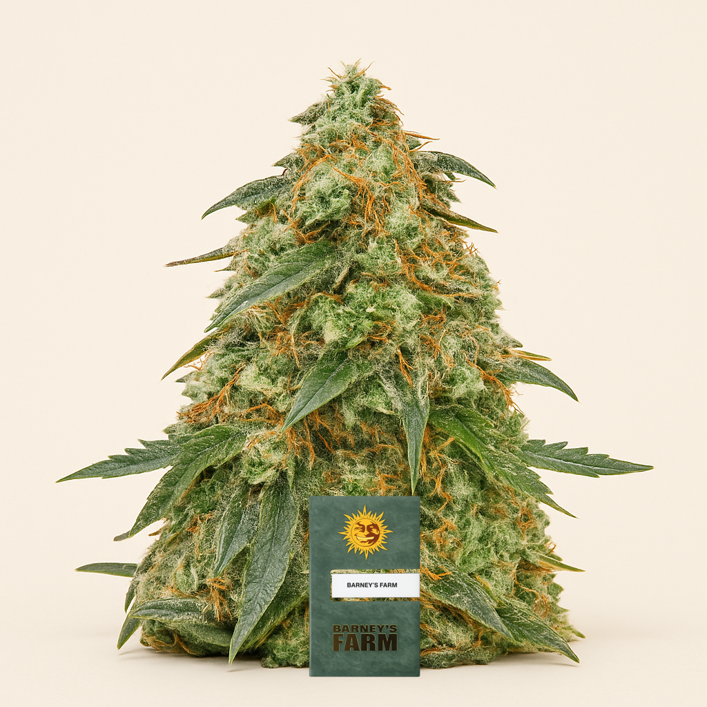 Tangerine Dream Auto (Barney's Farm) Cannabis-Samen