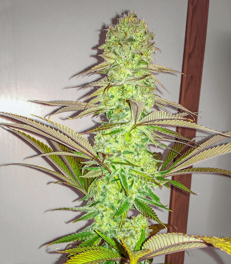 Eleven Roses Early Version Cannabispflanze – Delicious Seeds, Foto 4