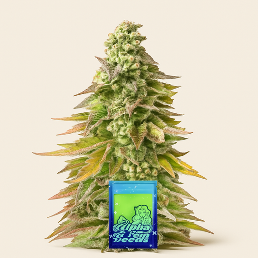 Chem Cookies feminisierte Samen (AlphaFem Seeds)