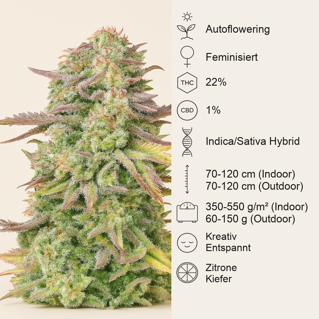 Original Trainwreck Auto Samen feminisiert (Fast Buds)