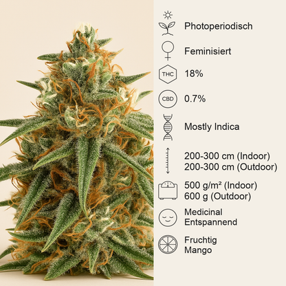 Mango (BlimBurn Seeds) Cannabis-Samen