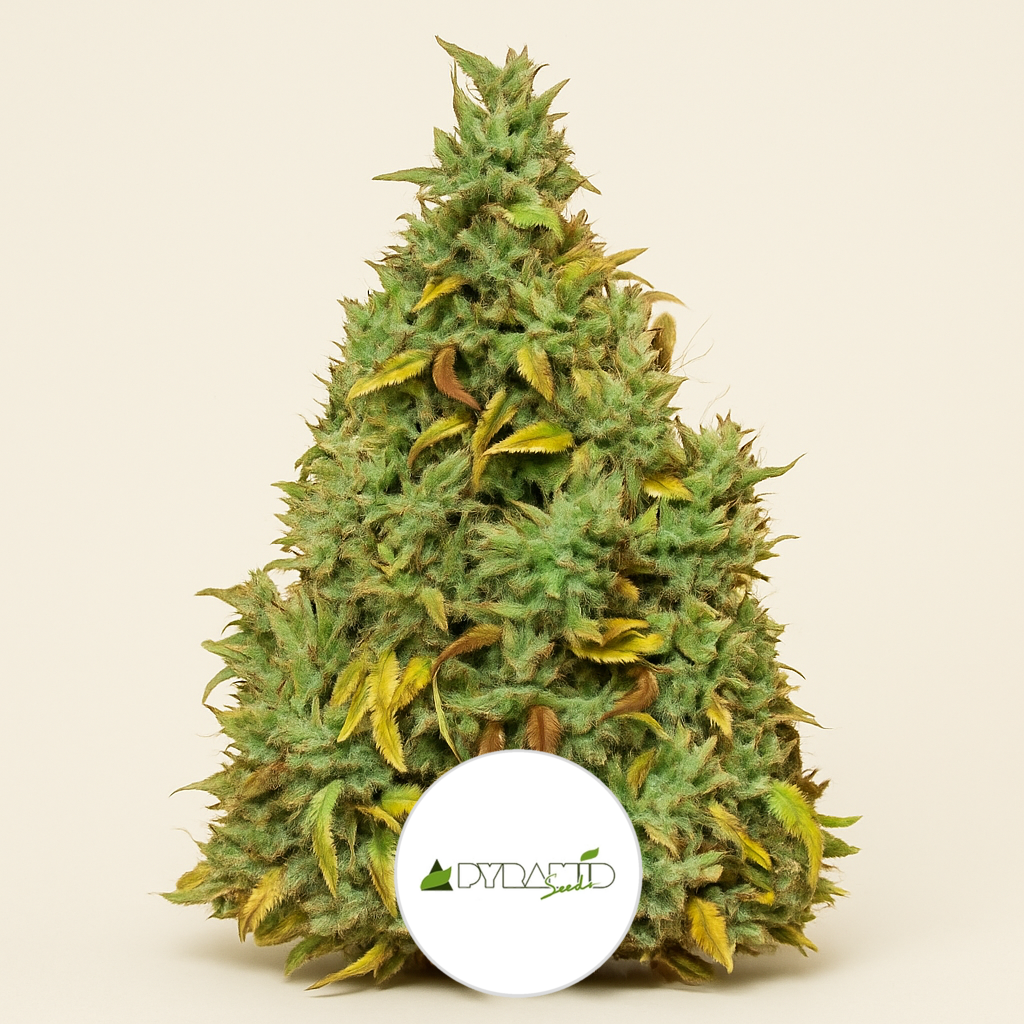 Auto Nefertiti (Pyramid Seeds) Cannabis-Samen