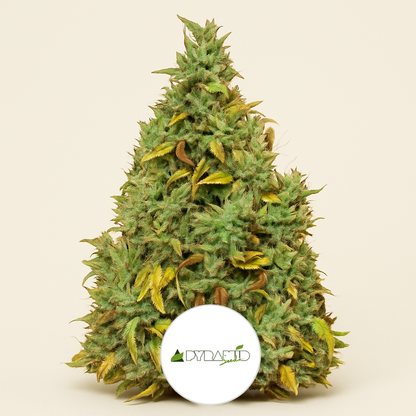 Auto Nefertiti (Pyramid Seeds) Cannabis-Samen