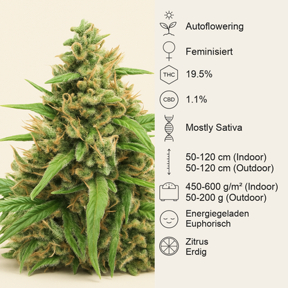 Jack 47 Auto (Sweet Seeds) Cannabis-Samen